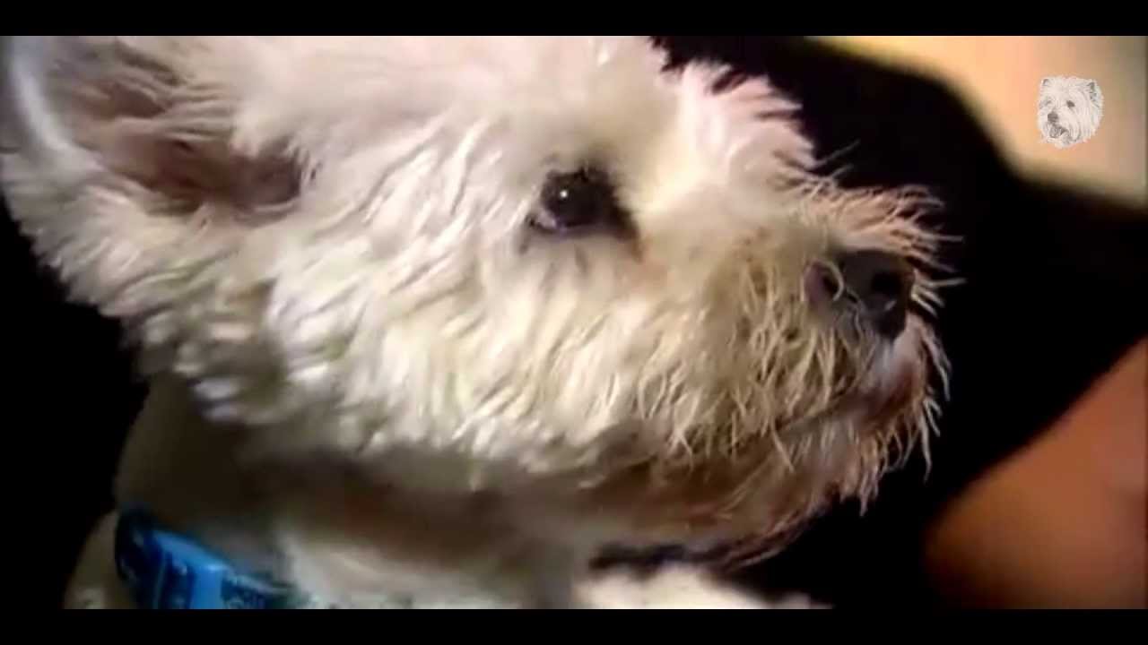 Animal Planet Dogs 101 / West Highland White Terrier