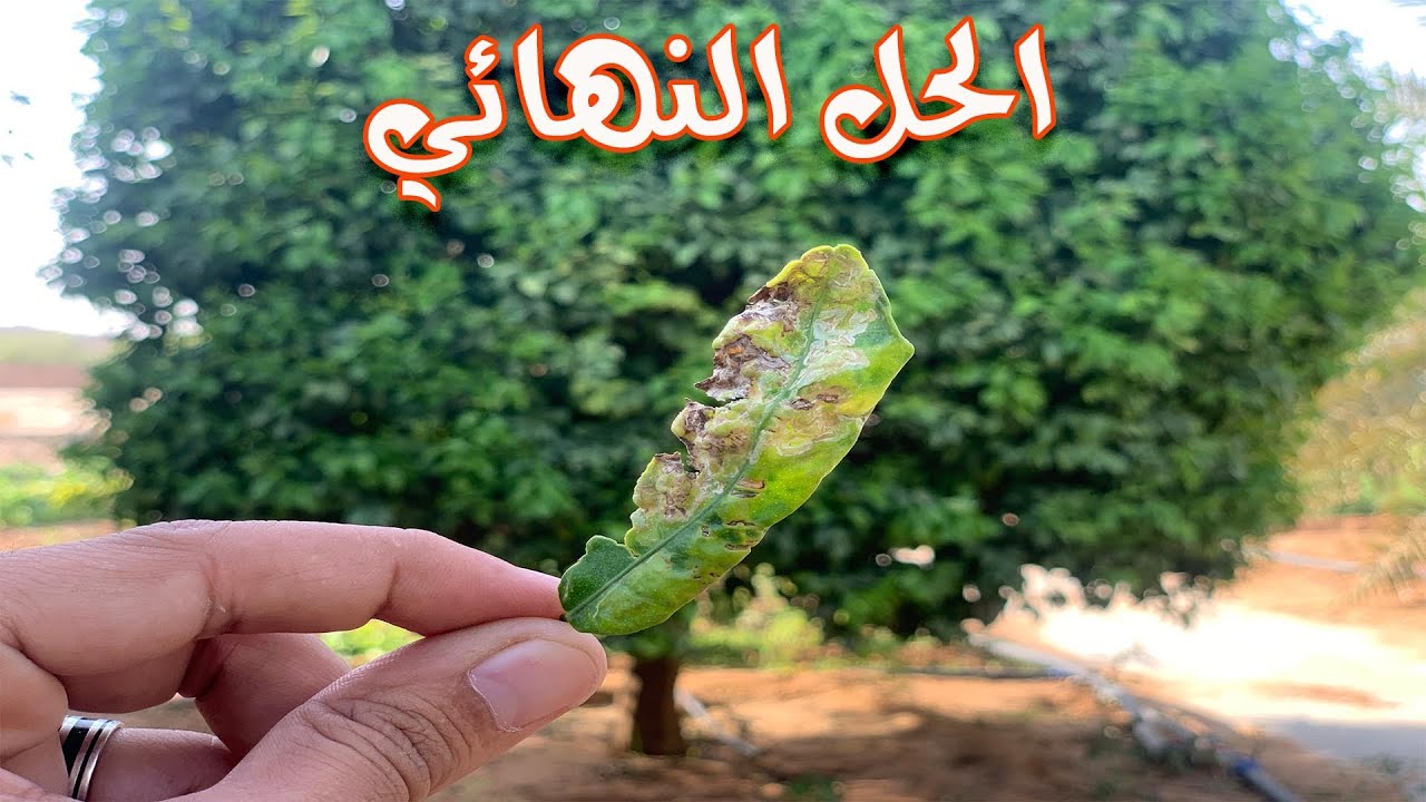 بعد هذا الفديو . لايمكن ان تُصاب اشجار الموالح بإلتفاف وتجعد الاوراق
