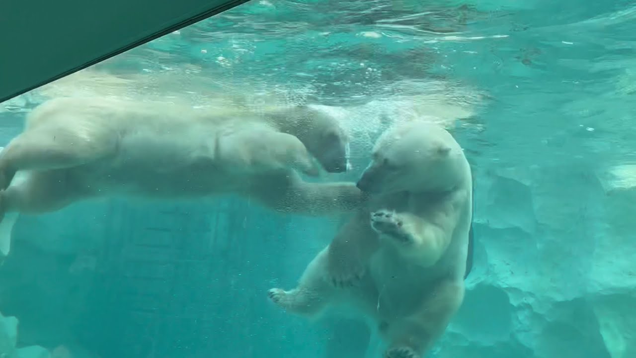 水中でキスをするイコロくんとデアちゃん❤️ 12月28日　上野動物園