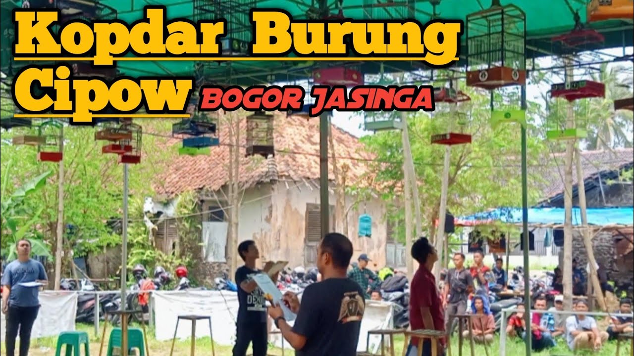 Kontes Burung Sirtu Cipoh/Cipow  Jasinga Bogor Full Gantangan