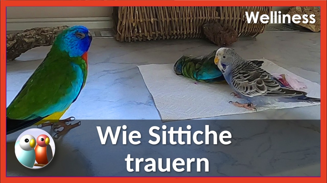 Wie Wellis und Sittiche trauern und wieder glücklich werden