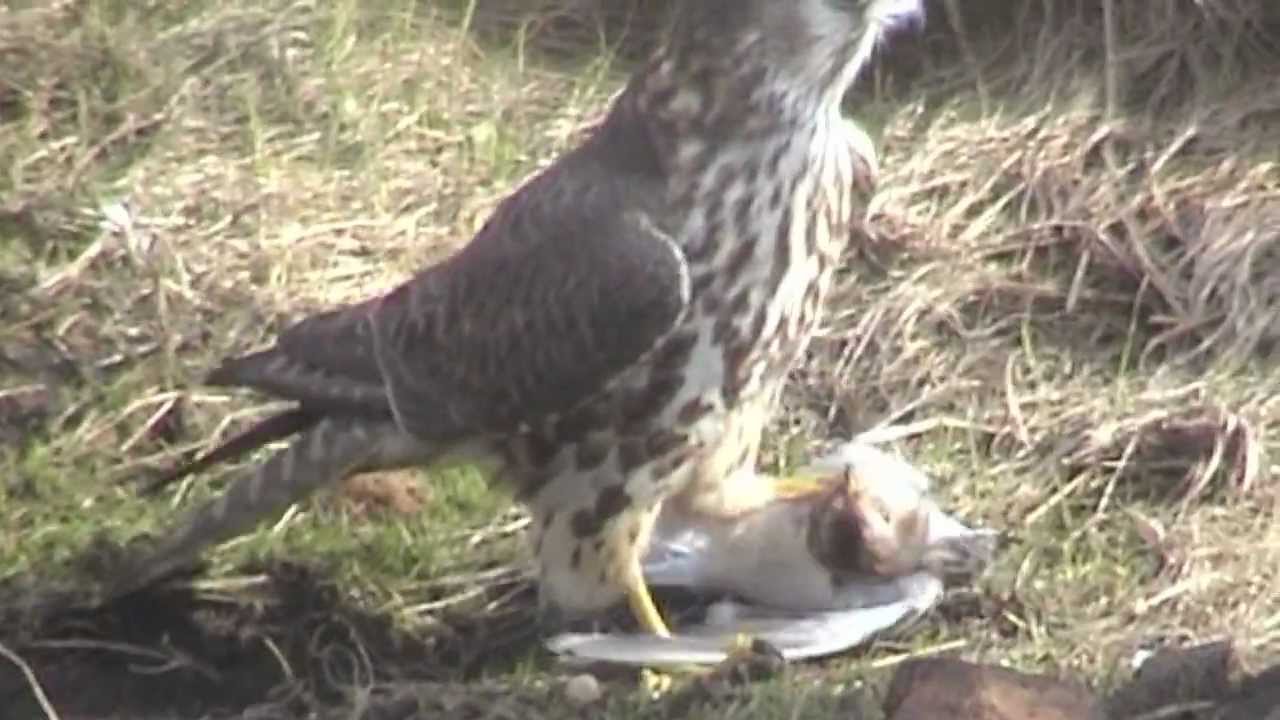 BTO Bird ID — пустельга и дербник