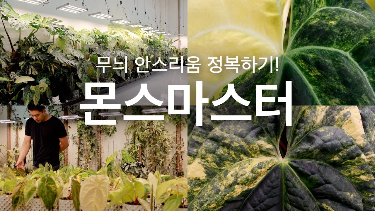 몬스마스터 스튜디오 탐방 ㅣ 꽃대 수정 열매 수확 시기 파종 번식 육종 과정 ㅣ 무늬 안스리움 바리에가타 알아보기 ㅣ 유전자에 대하여 ㅣ 칼라디움