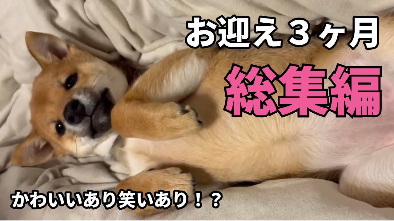 総集編！ひめを迎えて3ヶ月　かわいい動画集めました