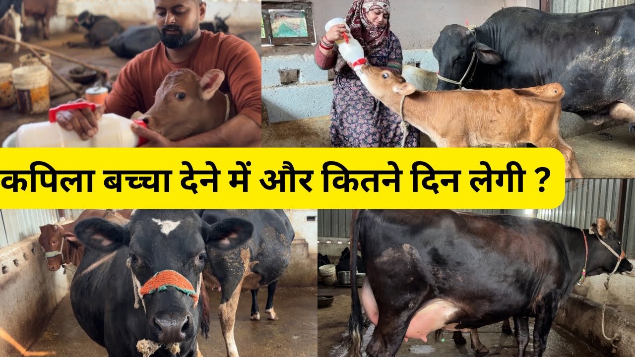 कपिला बच्चा देने में और कितने दिन लेगी || How many more days will Kapila take to deliver the baby?