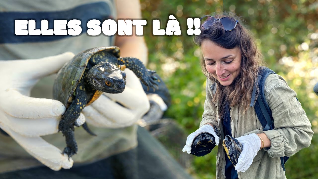 Sur les traces de la cistude d'Europe 🐢 I Suivi d'une esp&egrave;ce menac&eacute;e
