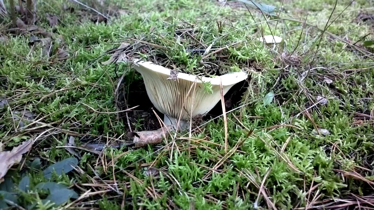 Wolliger Milchling 2 Gift Pilz 11.2020 Brandenburg My other videos are even better, please watch.