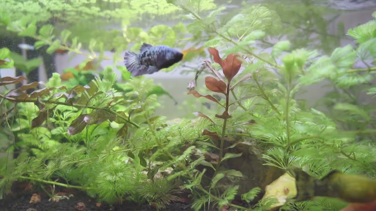 1 HOUR Relaxing Aquarium TV - with WATER SOUND - Calm & Relax