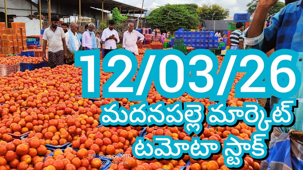 12-03-26 Madanapalle Tomato Market price Today || Today Tomato Market Rate in Madanapalle #today