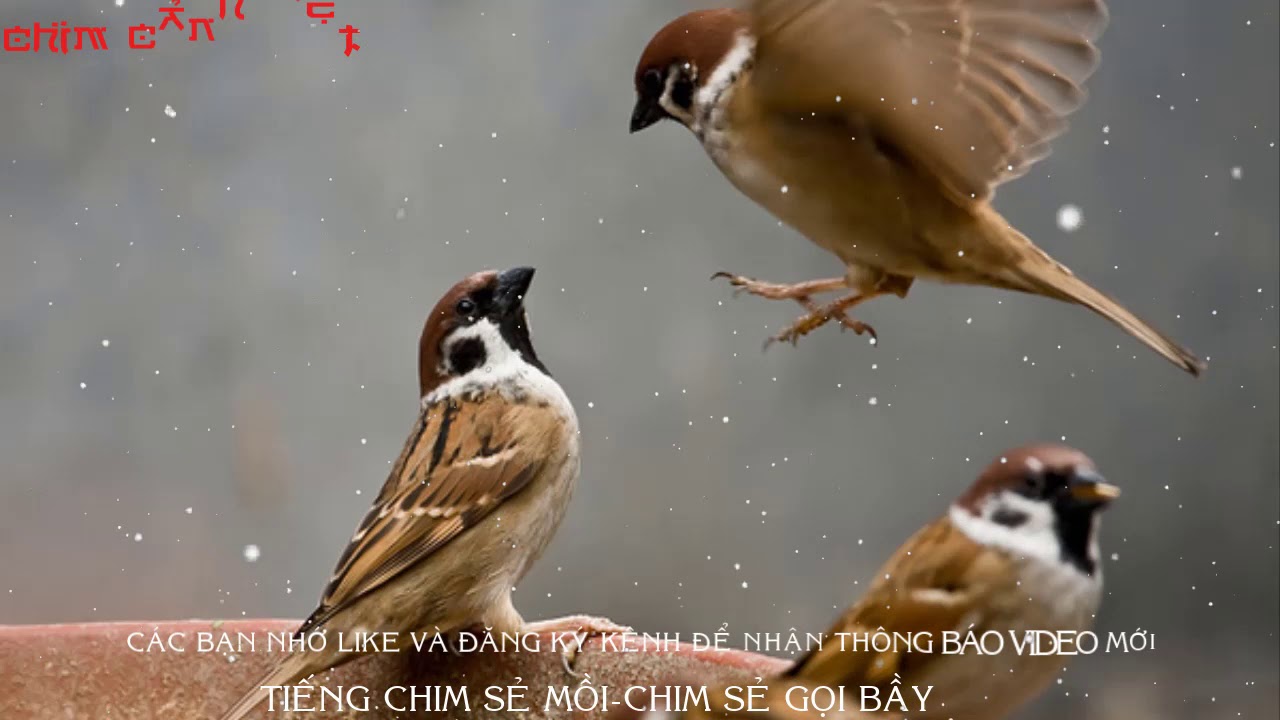 CHIM SẺ MỒI-TIẾNG CHIM SẺ GỌI BẦY-KÈM LINK MP3