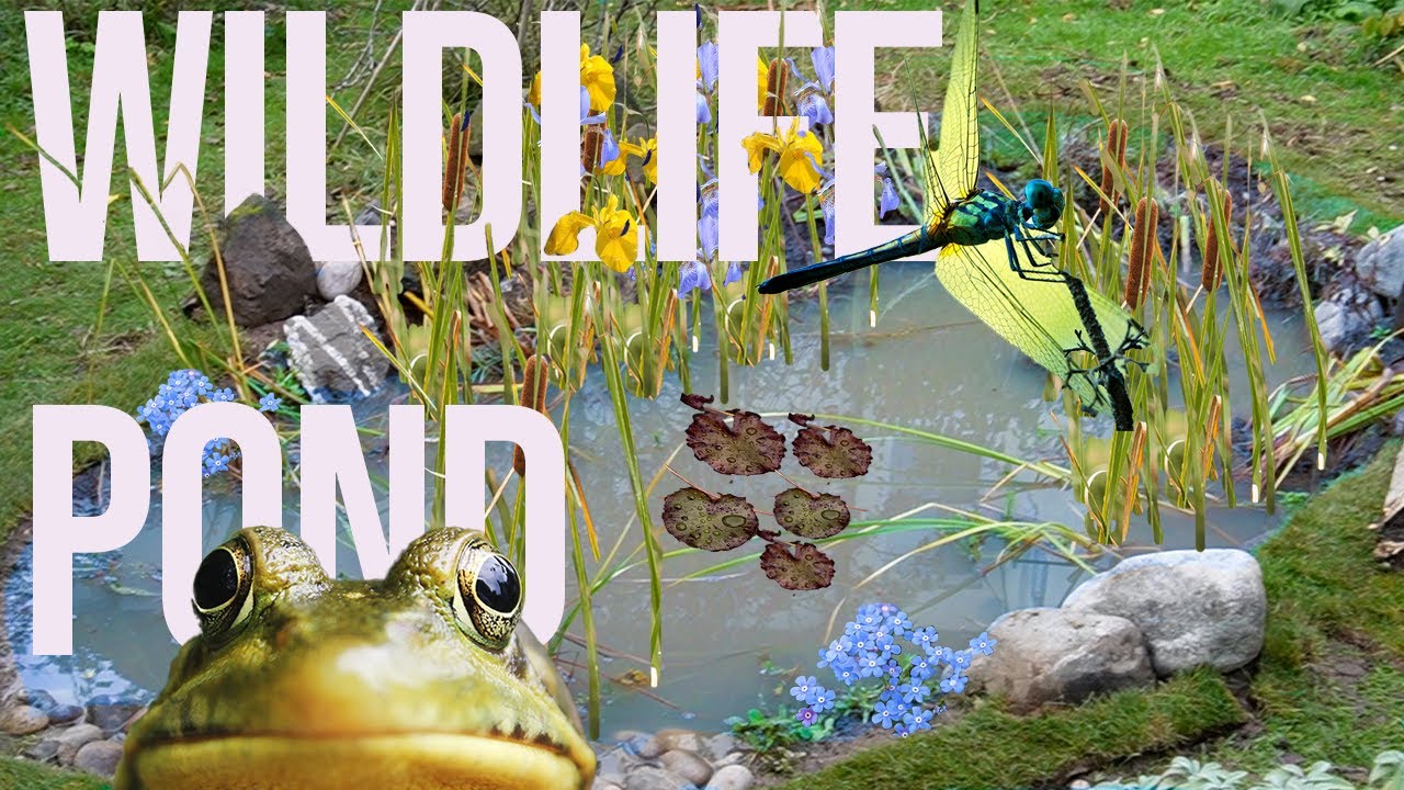(Re)Making a Small WILDLIFE Pond