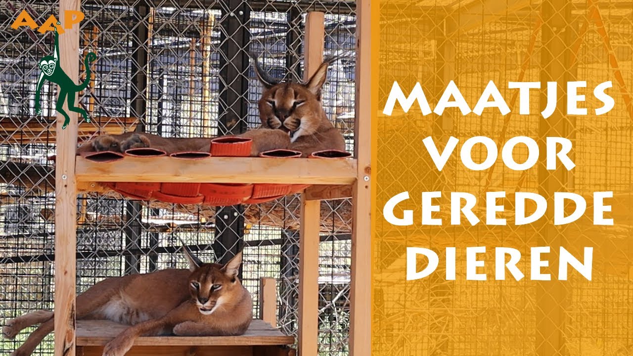 Hoe we geredde dieren bij elkaar plaatsen - Stichting AAP