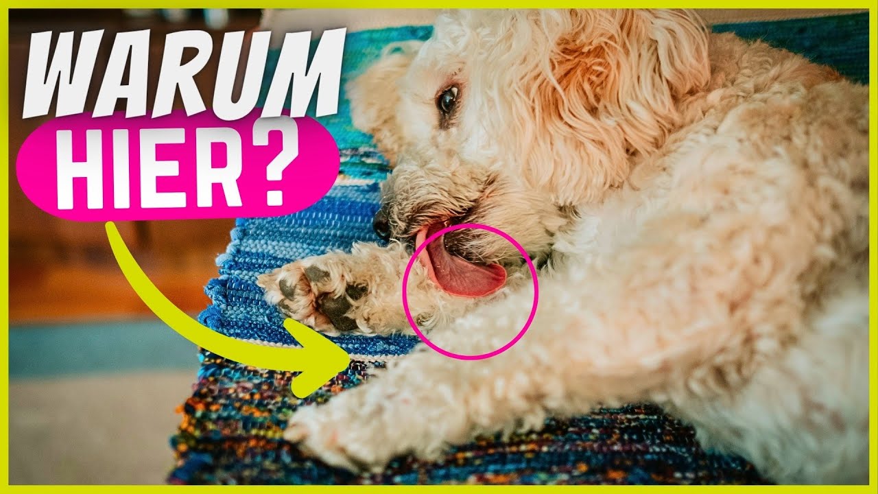 Warum Hunde sich WIRKLICH an den PFOTEN lecken