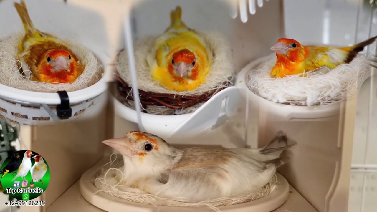 Для вас доступны опытные самки щегла 🪺🪹🐦 +32499126239