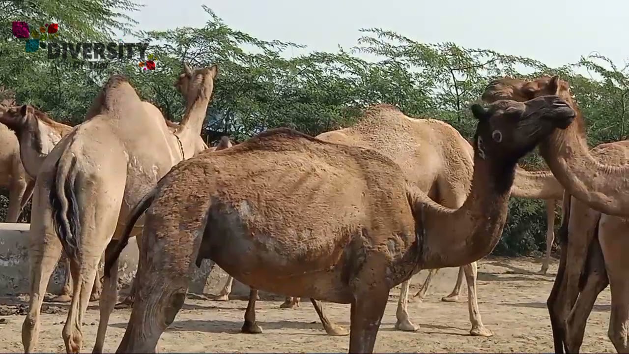 Tharparkar Camels Get Together || Camels Feeling Better || Camel Videos