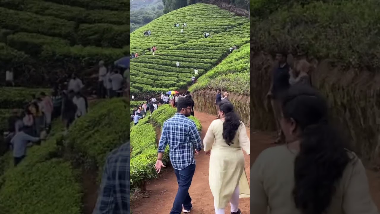Ooty Tea Garden #ytshorts #trending #teagarden #shorts #viral