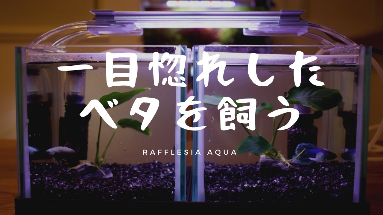 【＃1】ベタに一目惚れ！衝動買いした人必見～小さな癒し空間【ベタ】【ダンボ】【プラカット】[熱帯魚][アクアリウム][水槽][初心者][飼育方法][バイオミニフィルター][ピュアブラック]