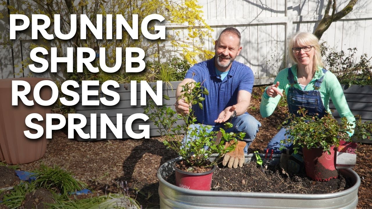 How & When to Prune Shrub Roses - 12 Need-to-Know Tips #garden #roses