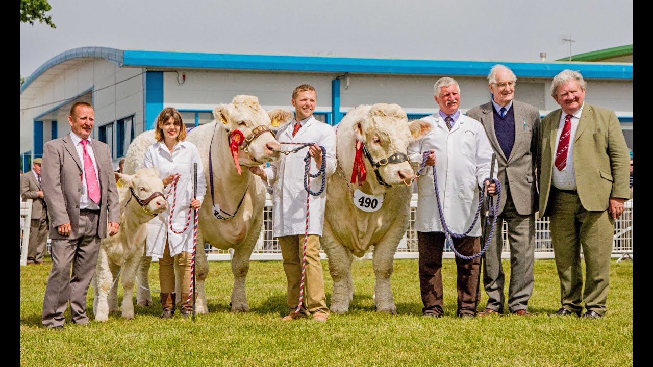 Charolais judging at the Royal Highland Show 2013