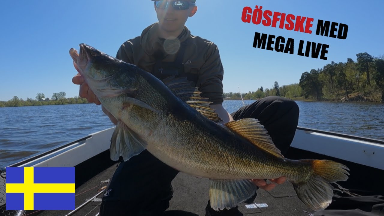 Gösfiske Med MegaLive!