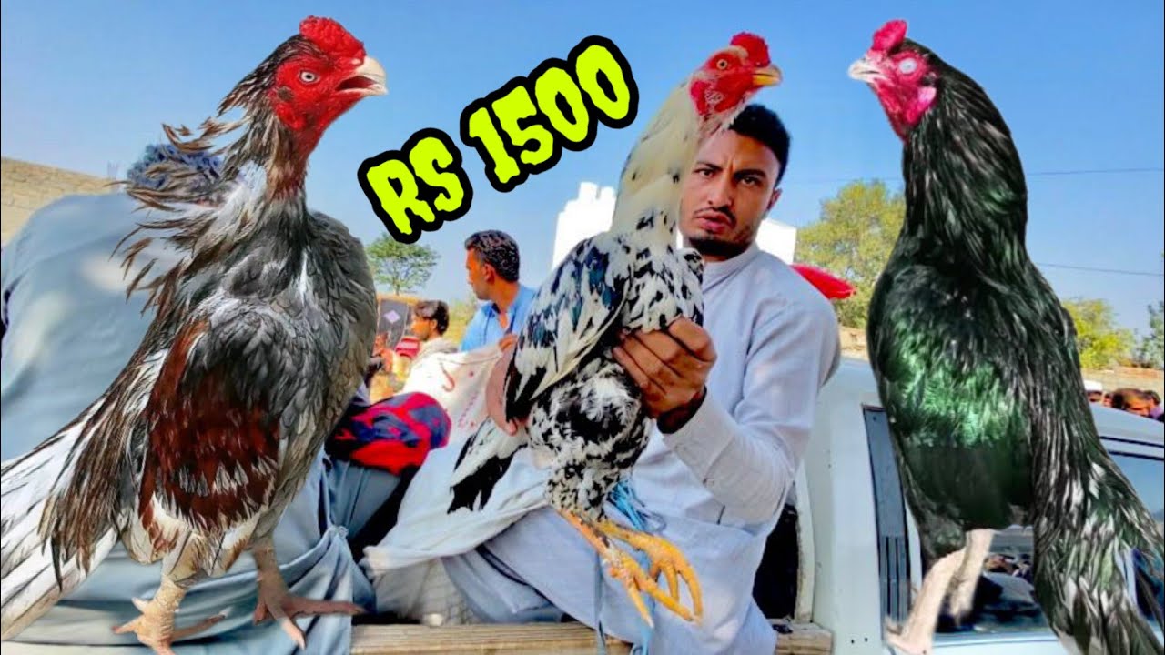 Haripur mandi ma sasty murgon ki sale lag gayi jaldi kro SAB Bhai