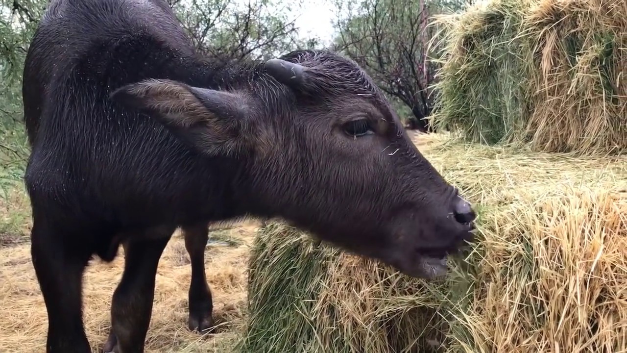 Water Buffalo calf has gotten big! Cutest baby animal ever? (VLOG Update)