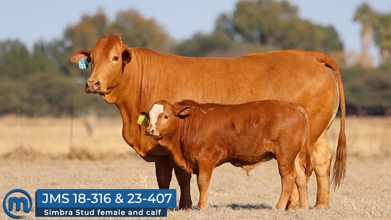 Stunning Simbra Stud female going on auction.