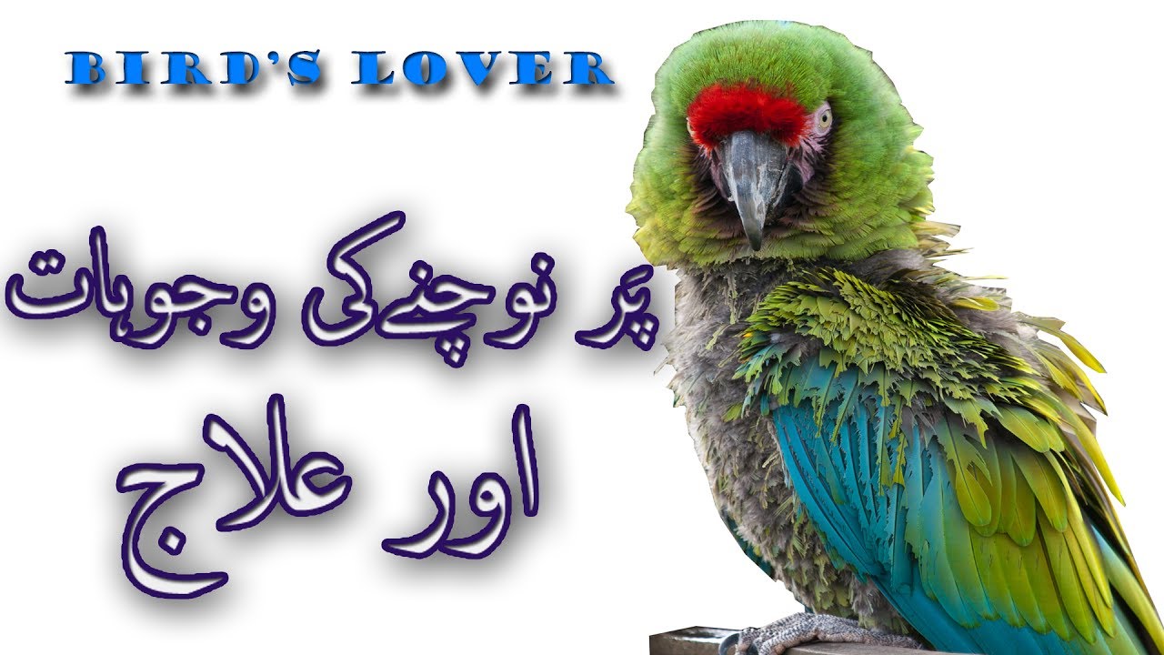 why birds pluck their feather? Causes and how we can stop out birds from plucking. Video No. 27