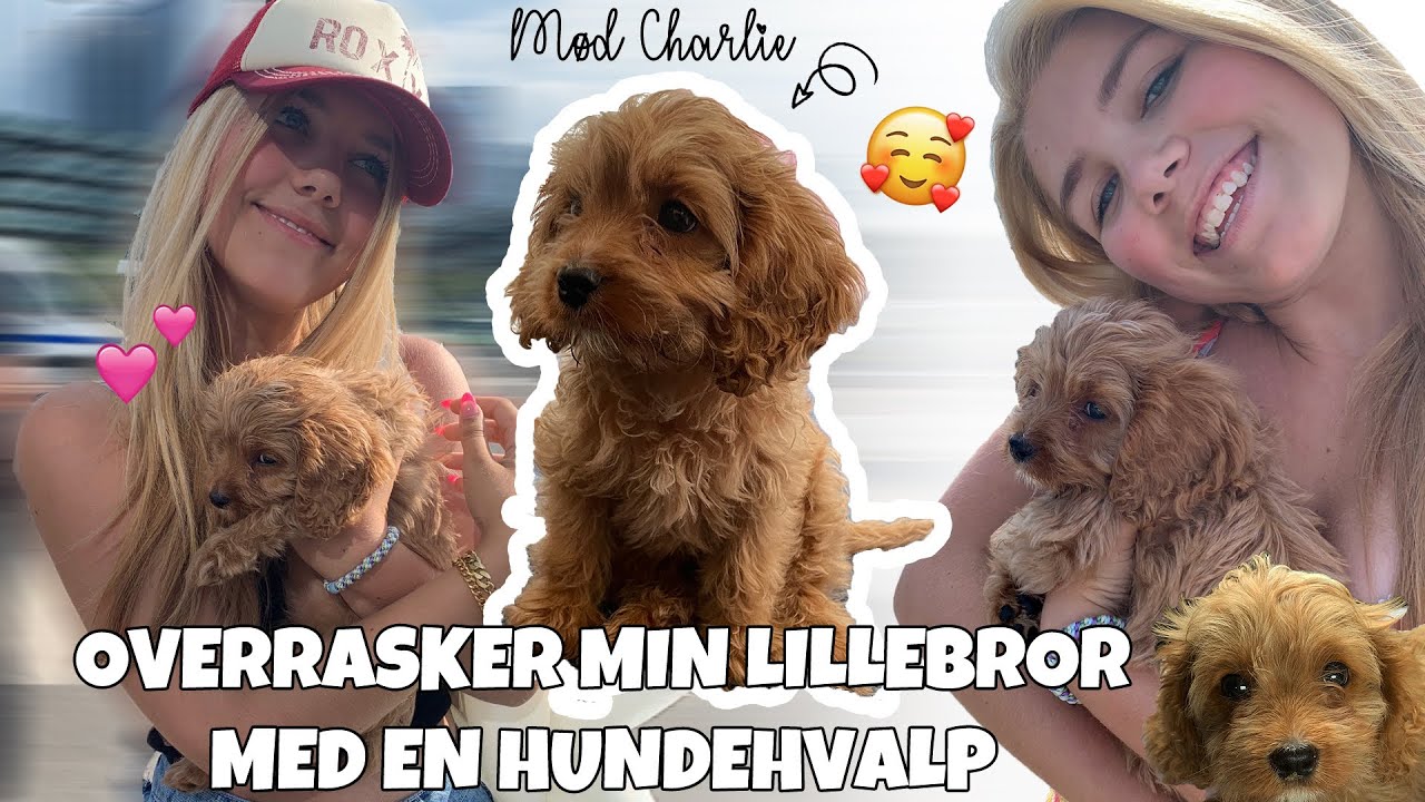 OVERRASKER MIN LILLEBROR MED EN HUNDEHVALP!