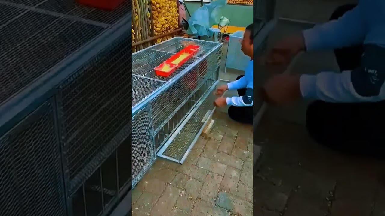 Ide cerdas membuat kandang ayam dari besi yang sangat indah #shorts