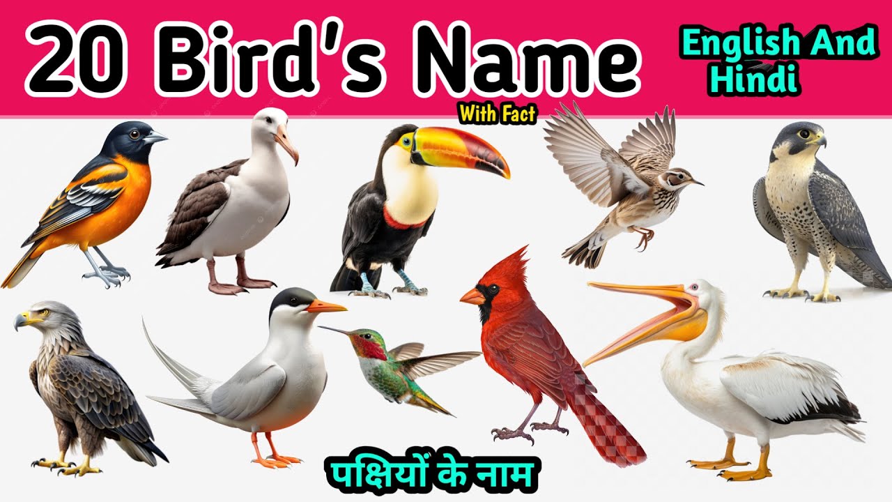 20 पक्षियों के नाम | Learn 20 Birds Name English And Hindi With Facts | Kids learning Video