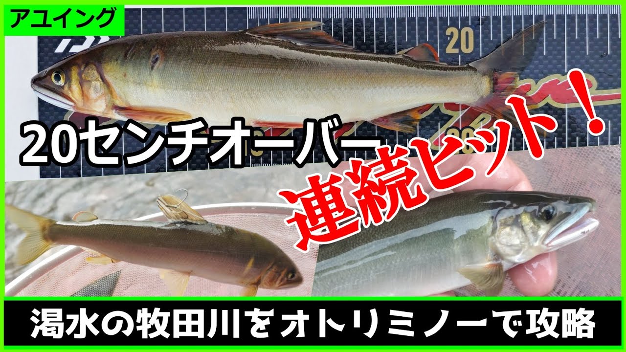 【アユイング】渇水の牧田川で良型アユを釣り上げるのに意識するのはコレだ！