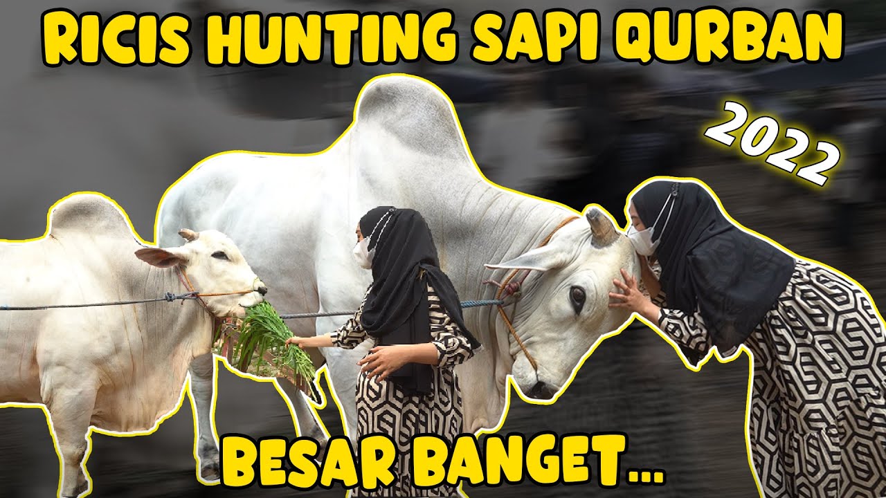 RICIS BELI SAPI QURBAN PALING BESAR.. GEDE BANGET.. Wow..