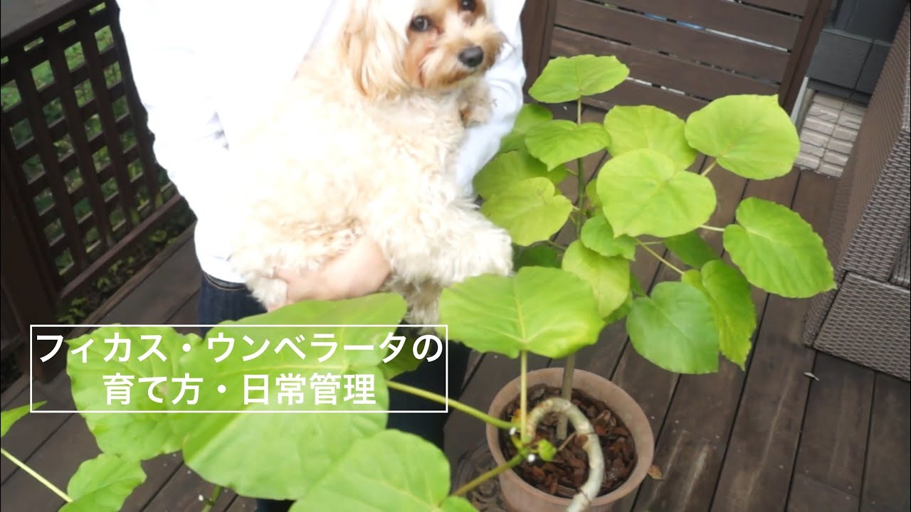 フィカス・ウンベラータの育て方・日常管理の方法