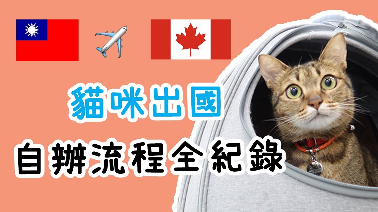 寵物出國 流程|貓咪上飛機|帶貓咪出國 流程|貓咪坐飛機|如何帶貓咪出國|帶貓咪出國|貓咪移民加拿大流程全紀錄