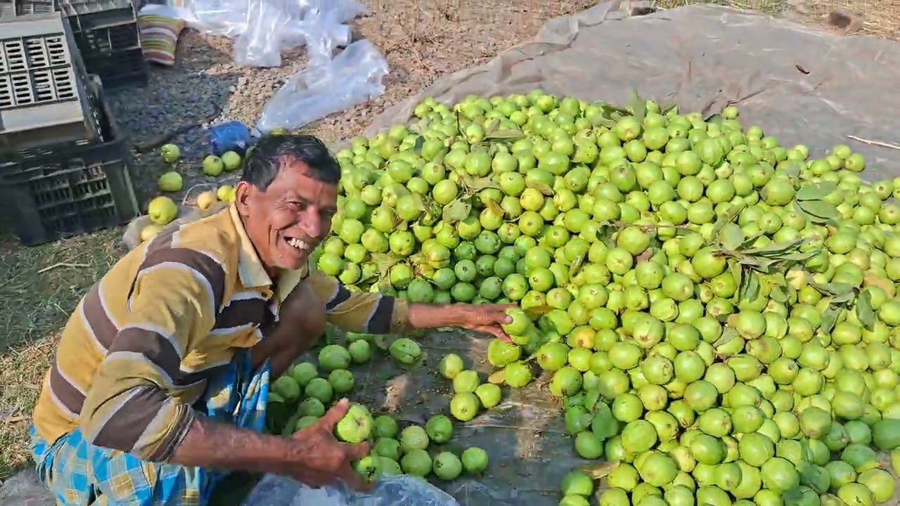 এক কেজি পেয়ারা চল্লিশ টাকা