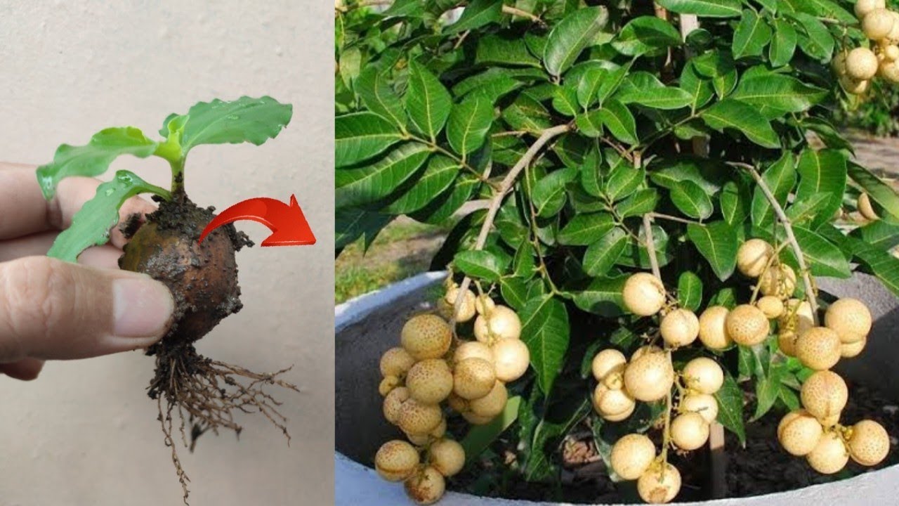 Best Skills! How to grow Lanzones tree from lanzones fruit in pots