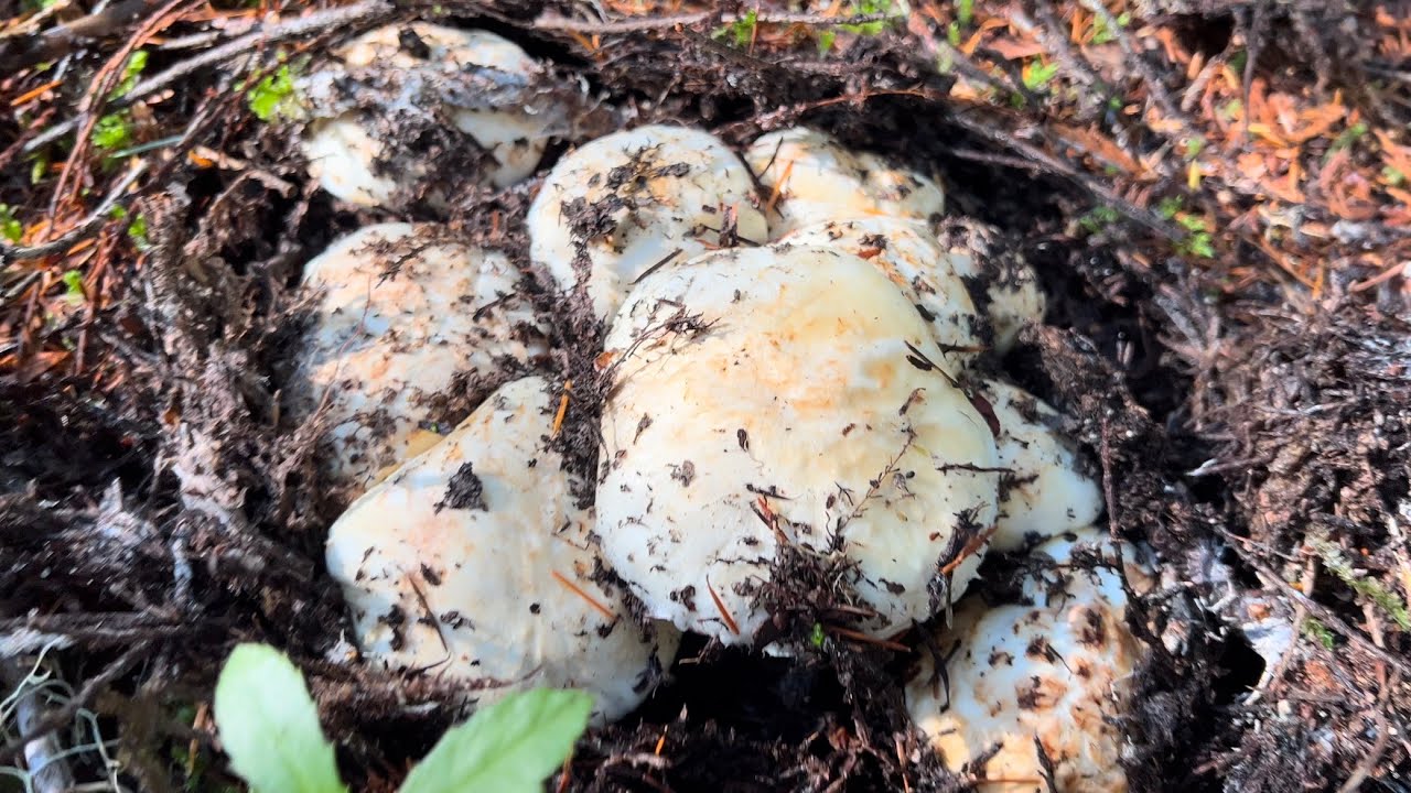 King Bolete & Matsutake Pine Mushroom Hunting