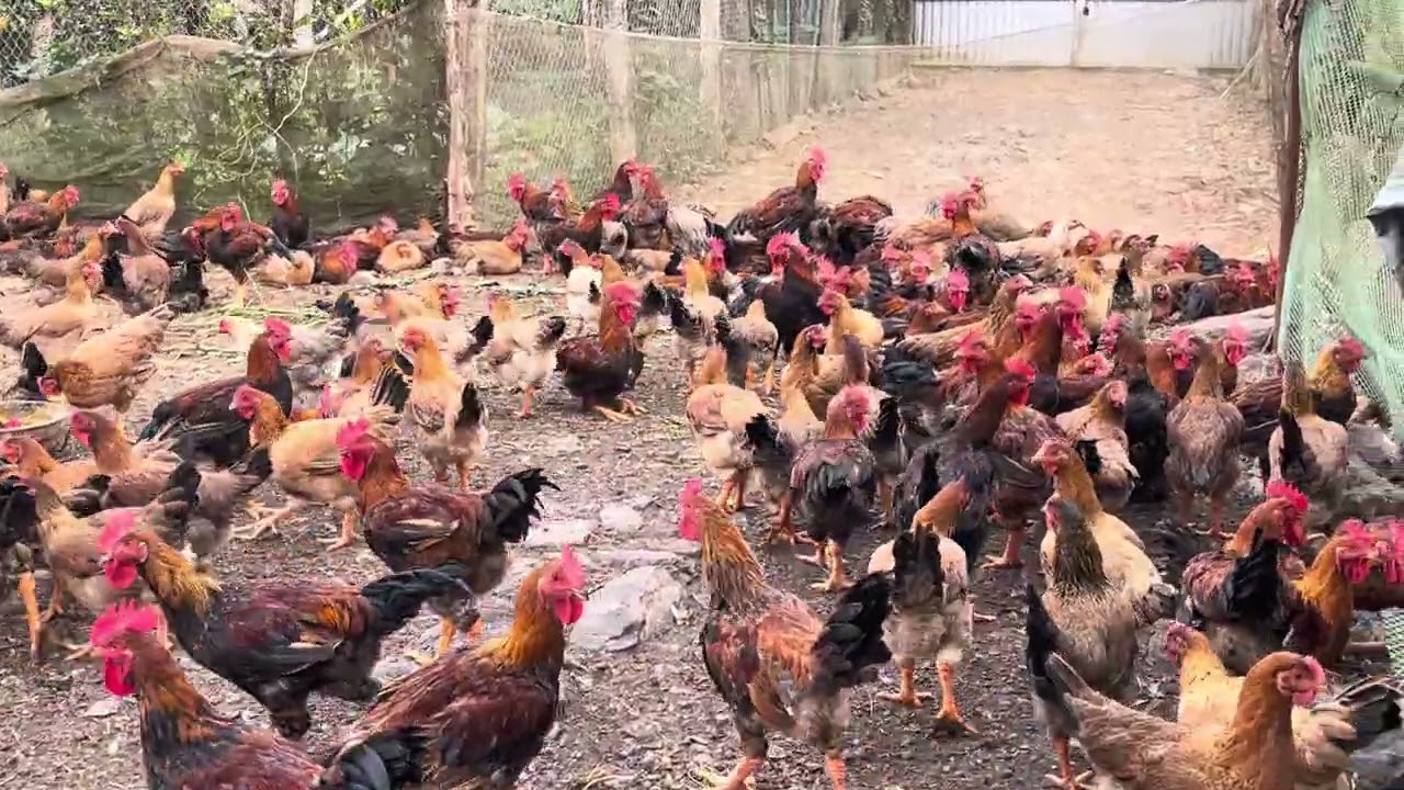 2000 hồ cờ Xô trống mai 