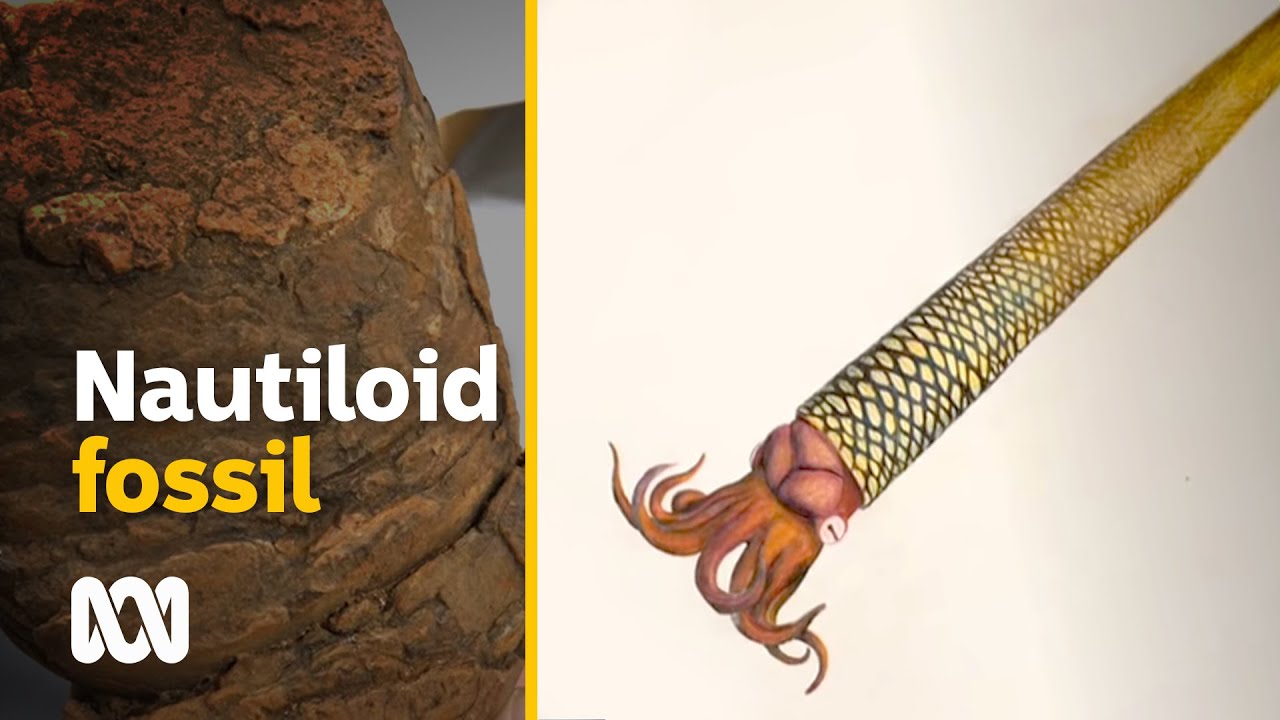 Giant nautiloid was an underwater killing machine that called outback Australia home | ABC Australia