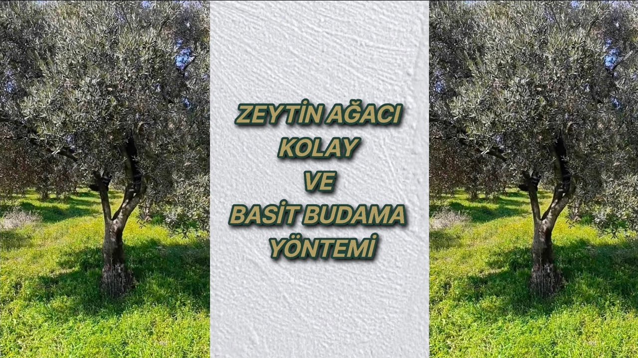 Zeytin Ağacı Kolay ve Basit Budama Yöntemi