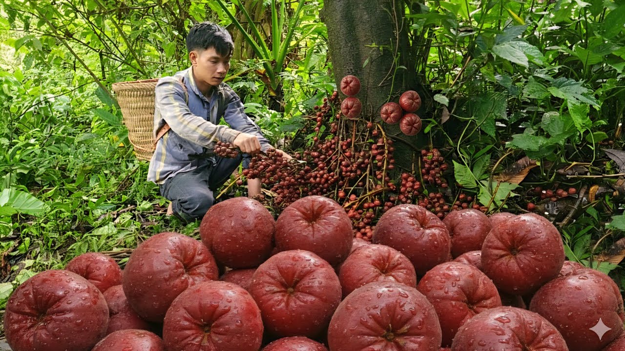 Living alone in the mountains: harvesting and selling fruit | Triệu Văn Tính