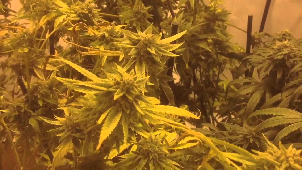 Plant Tour with Faded Minded (gunner420)