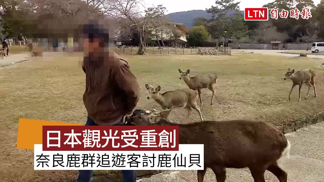 武漢肺炎》日本觀光受重創 奈良鹿群追著遊客討鹿仙貝