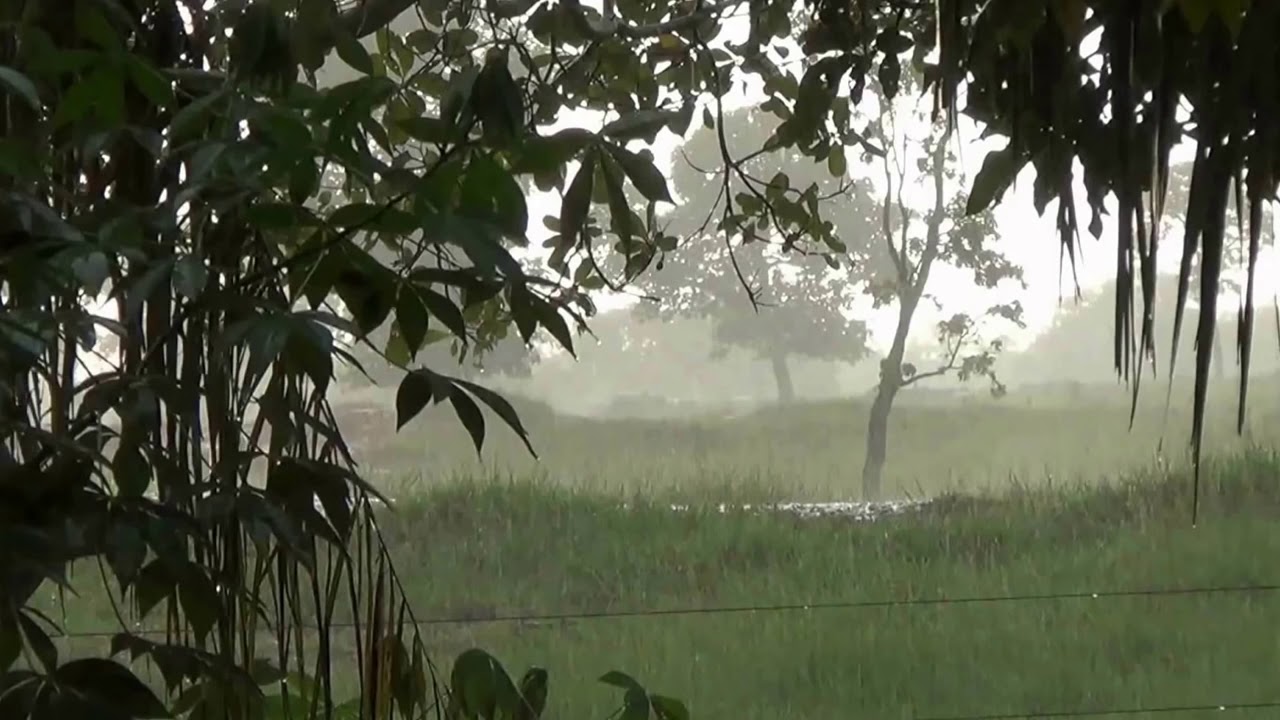 SOM de chuva Floresta Amaz&ocirc;nica Pra dormi e ralaxa