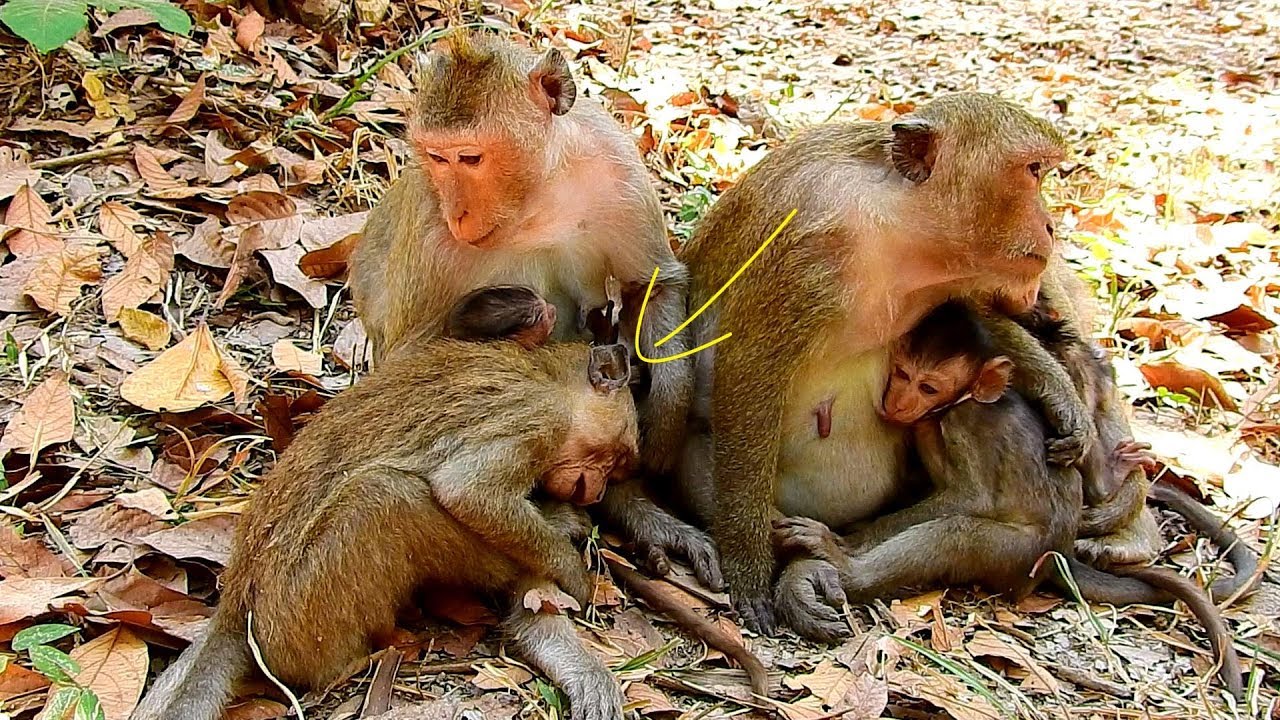 Update monkey Duchess and Baby Dakota | Duke feel pain on his leg so much coz of big monkey