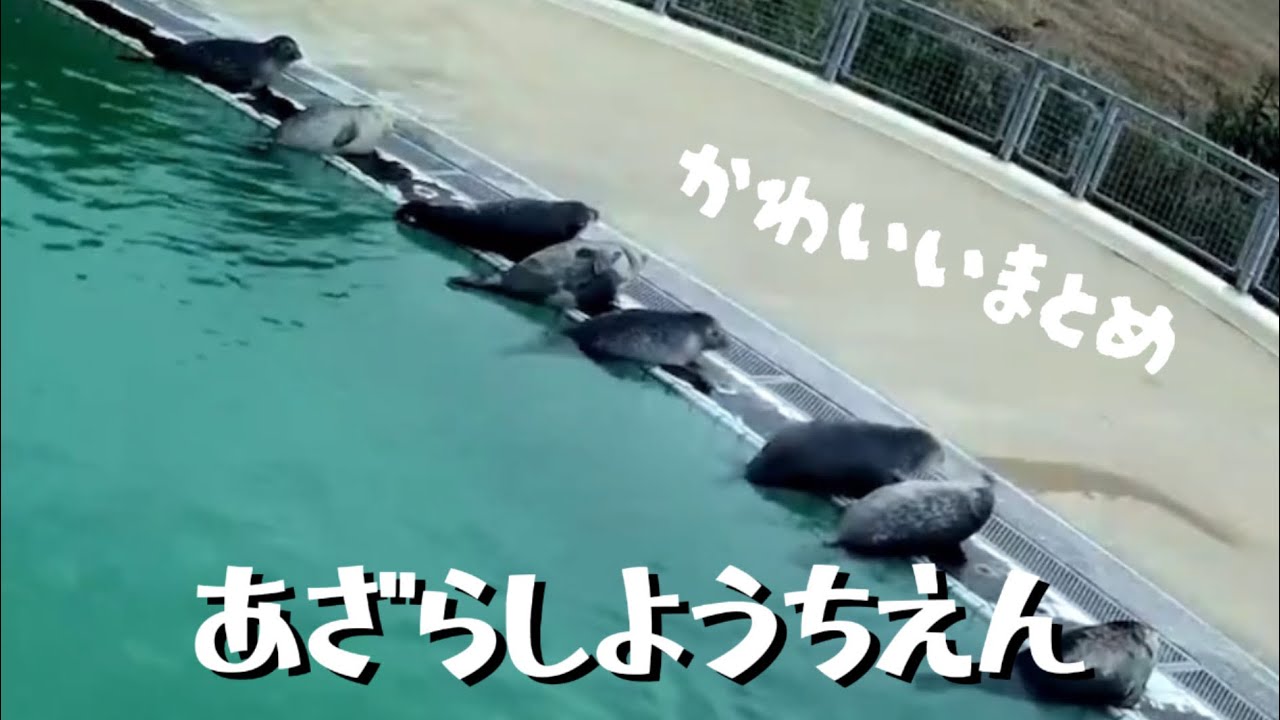 アザラシ幼稚園　可愛いシーンまとめ3