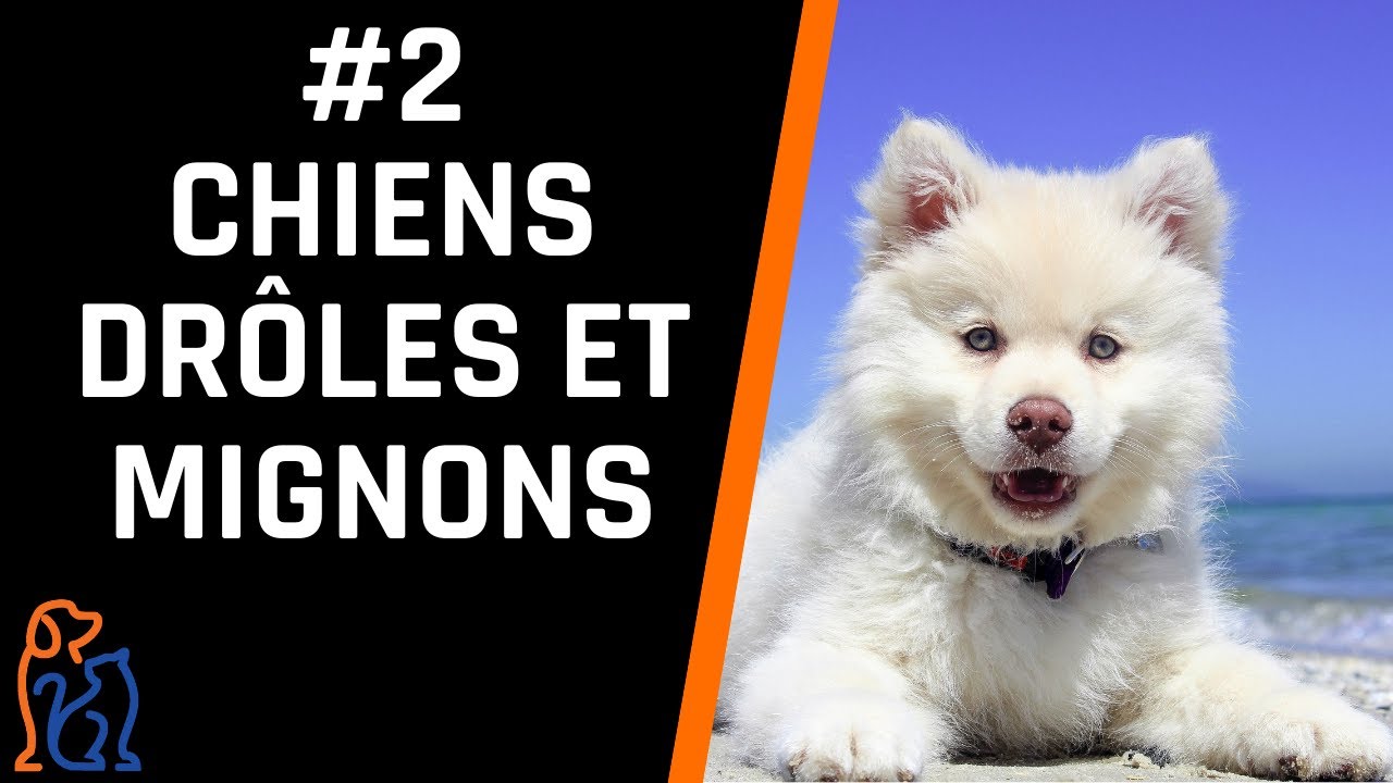 2-TOUTOUS CROQUIGNOLETS PEU GRACIEUX
