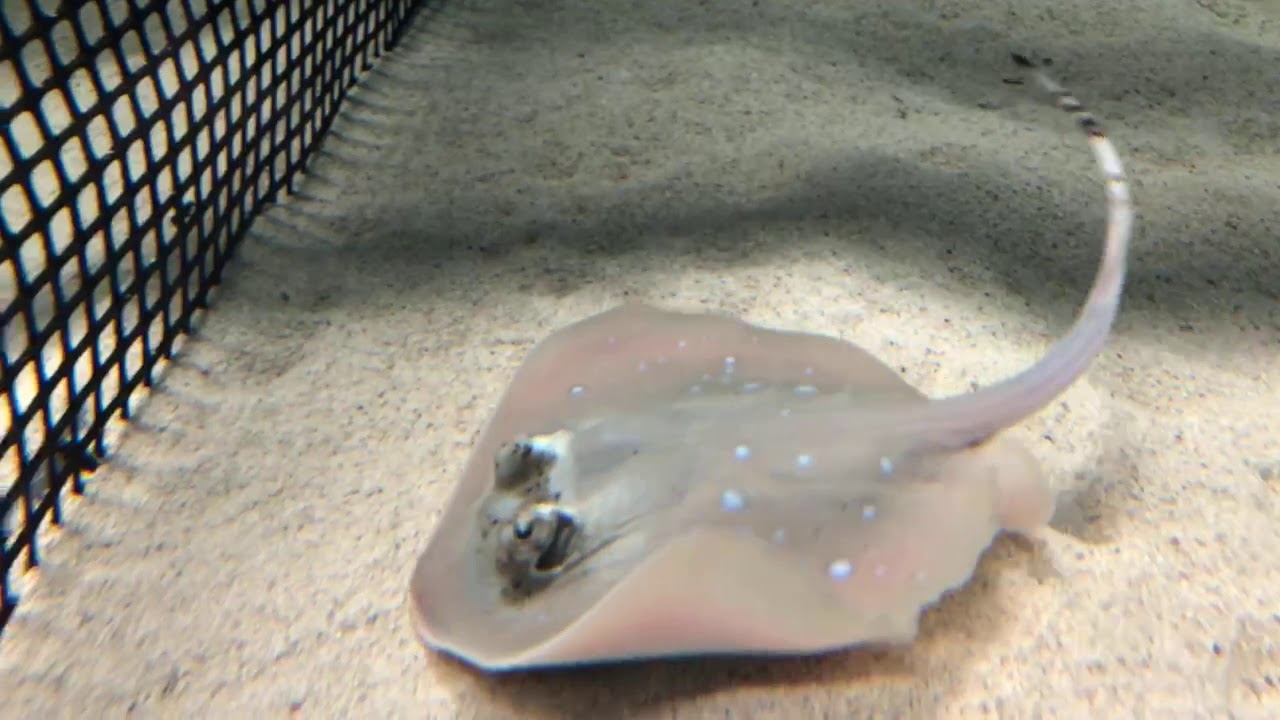 Virtual Visit: Stingray Pup Update!
