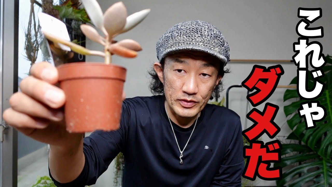 多肉を全部違う鉢に植えかえるわ【園芸超人カーメン君】超人的植え方